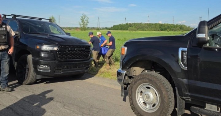 Kangaroo captured after delicate operation, Quebec officials say – Montreal
