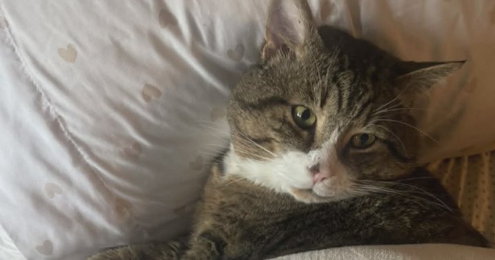 B.C. family fighting for return of beloved cat after BC SPCA adoption – BC