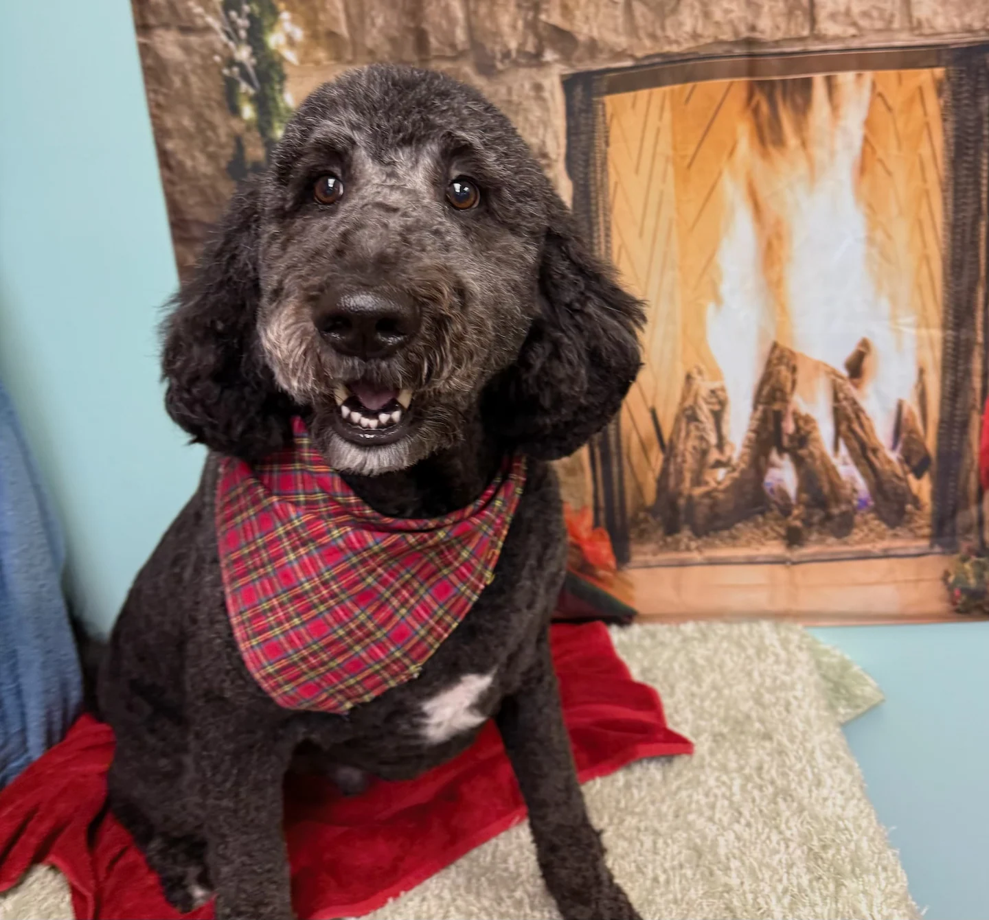 Her house was on fire. Her poodle’s frantic barking helped save her.