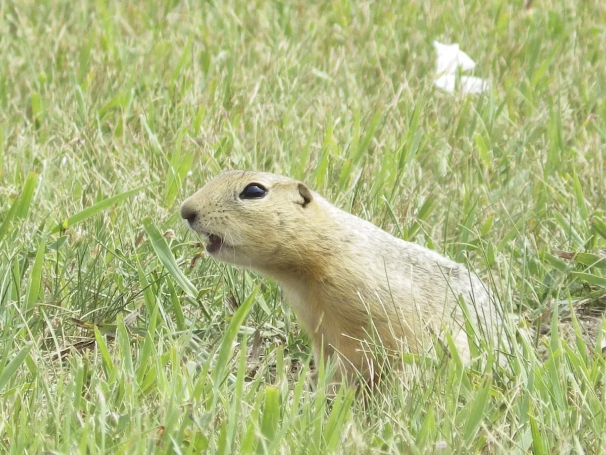 ‘Out of luck’: Strychnine arrives late for Alberta and Saskatchewan farmers