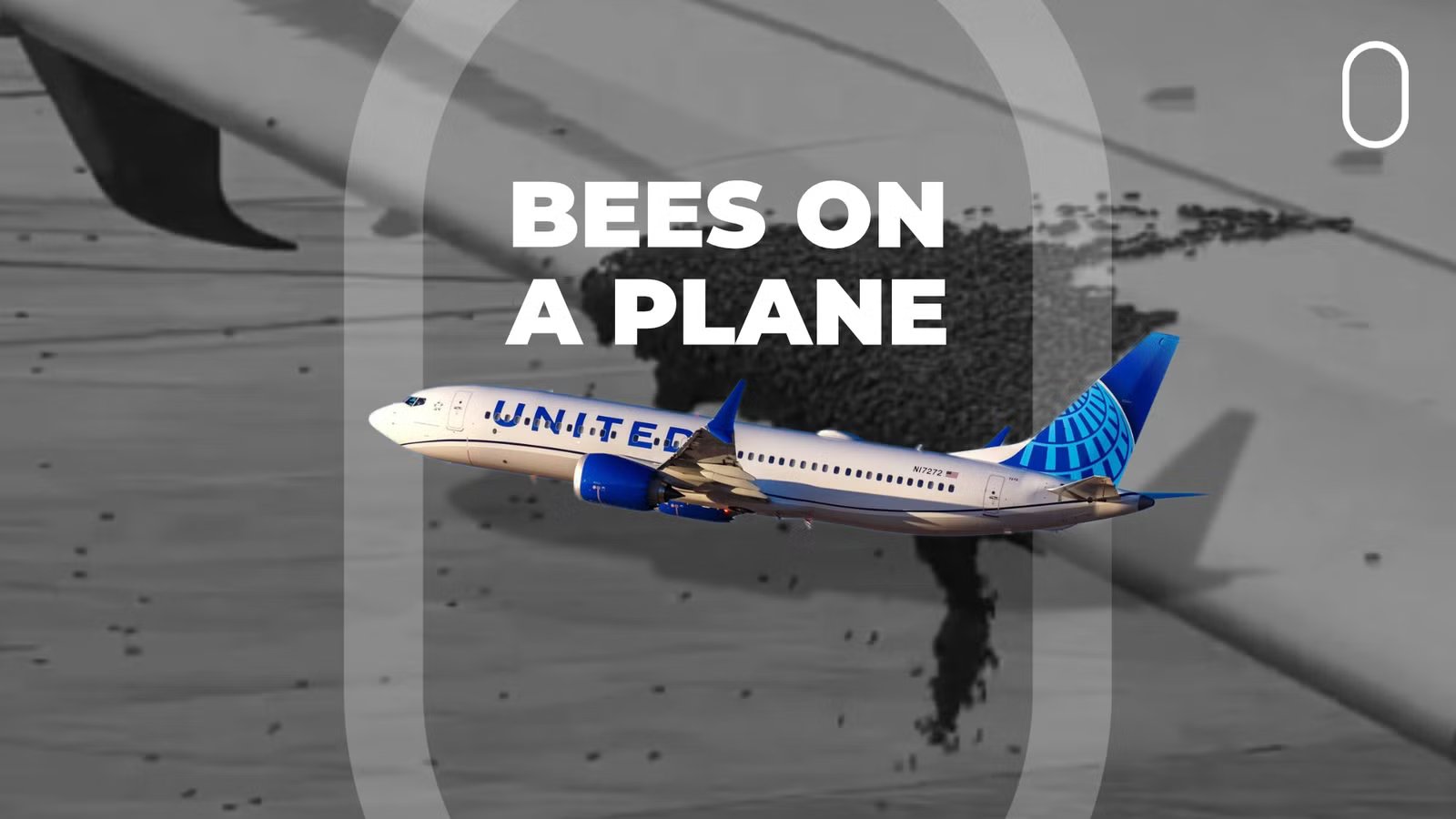A Satisfying Watch: United Boeing 737 Clears Bee Swarm On Wing With Takeoff