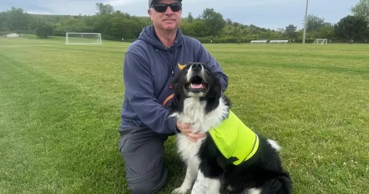 Specially-trained ‘bird dogs’ hired to clear geese from FIFA practice pitch
