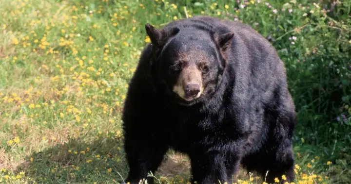 California couple fight off bear attack with hatchet, water bottle – National
