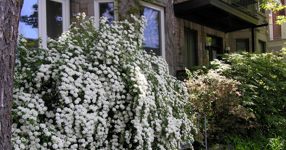 Recreating Eden: Saturday Photo: Bridal Veil, the Flower for June Weddings?