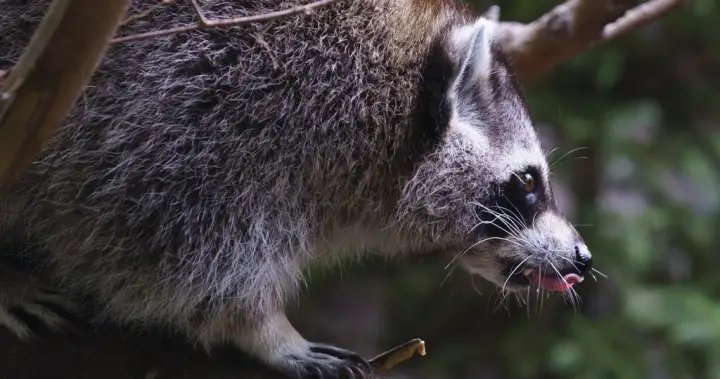 Raccoon rabies outbreak still growing, Quebec public health officials say – Montreal