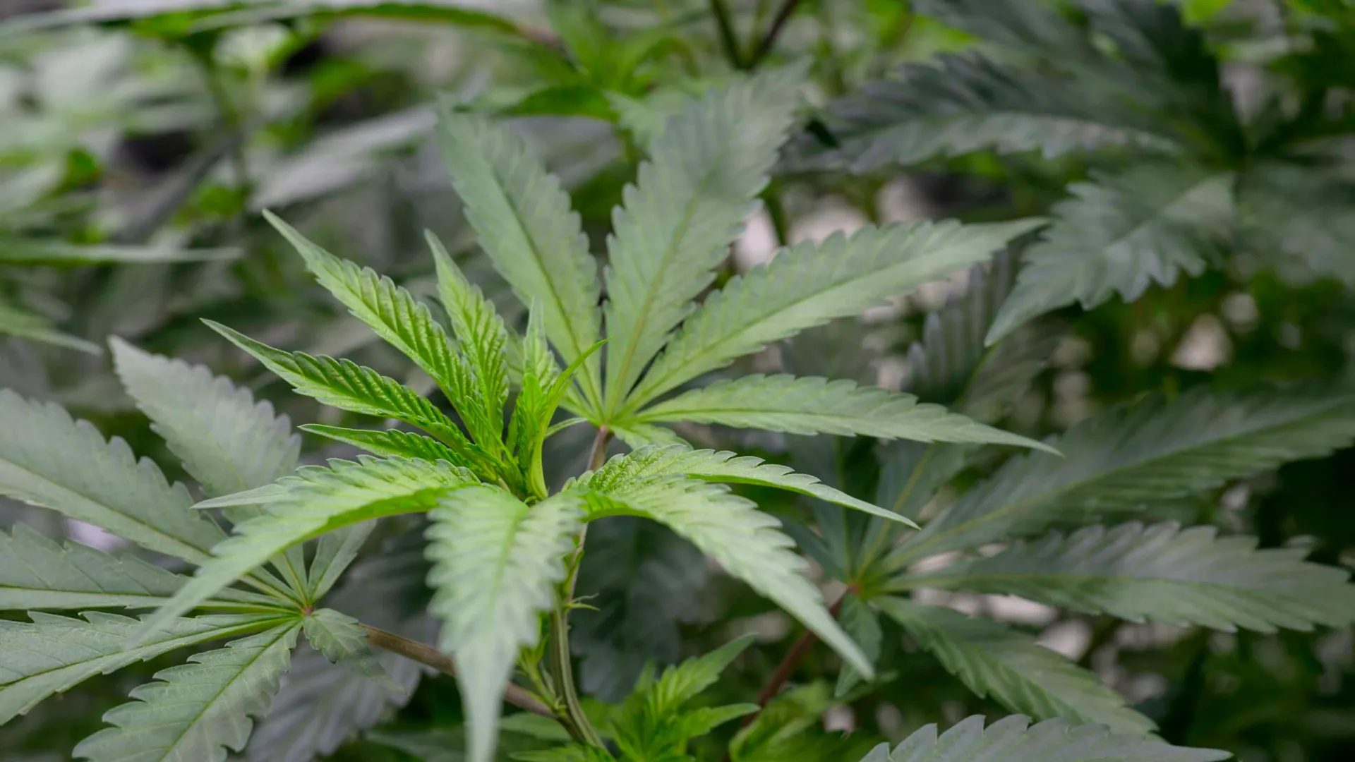 Scientists found a cannabis compound that relieves pain without the high