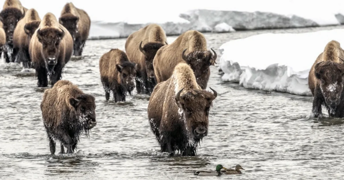 Wildlife photographer shares the beauty of Yellowstone National Park through his lens