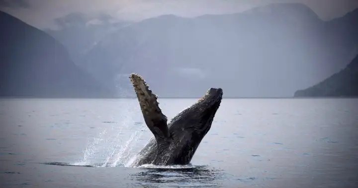 Food supply, conservation efforts turned B.C. waters into whale-sighting hotspot