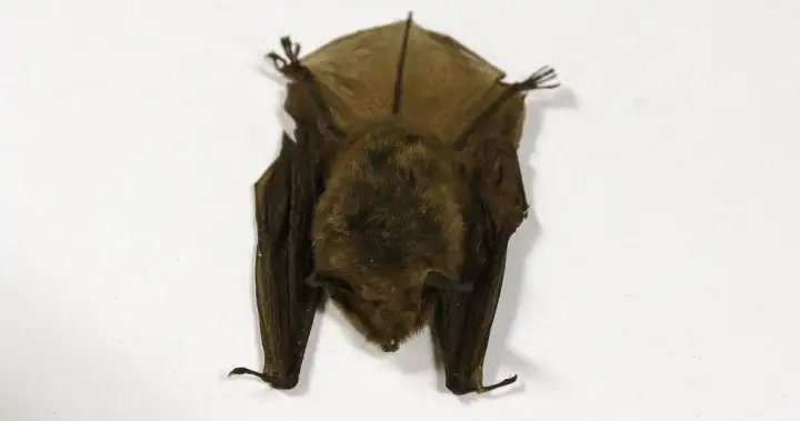 Doctors detail 2024 Ontario child rabies death in effort to warn about contact with bats