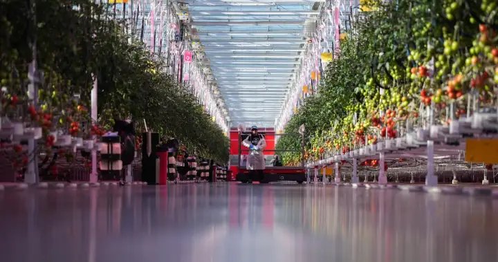 Why ramping up Canada’s indoor farming capacity may prove ‘difficult’ – National