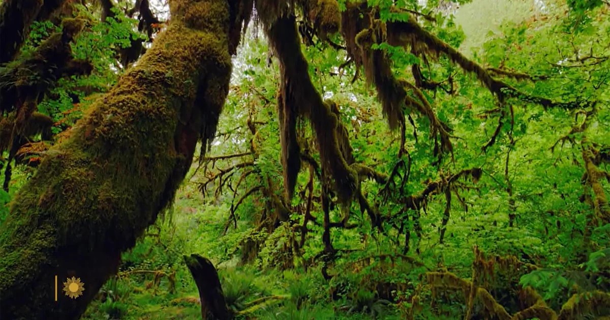 Nature: Hoh Rain Forest in Washington State