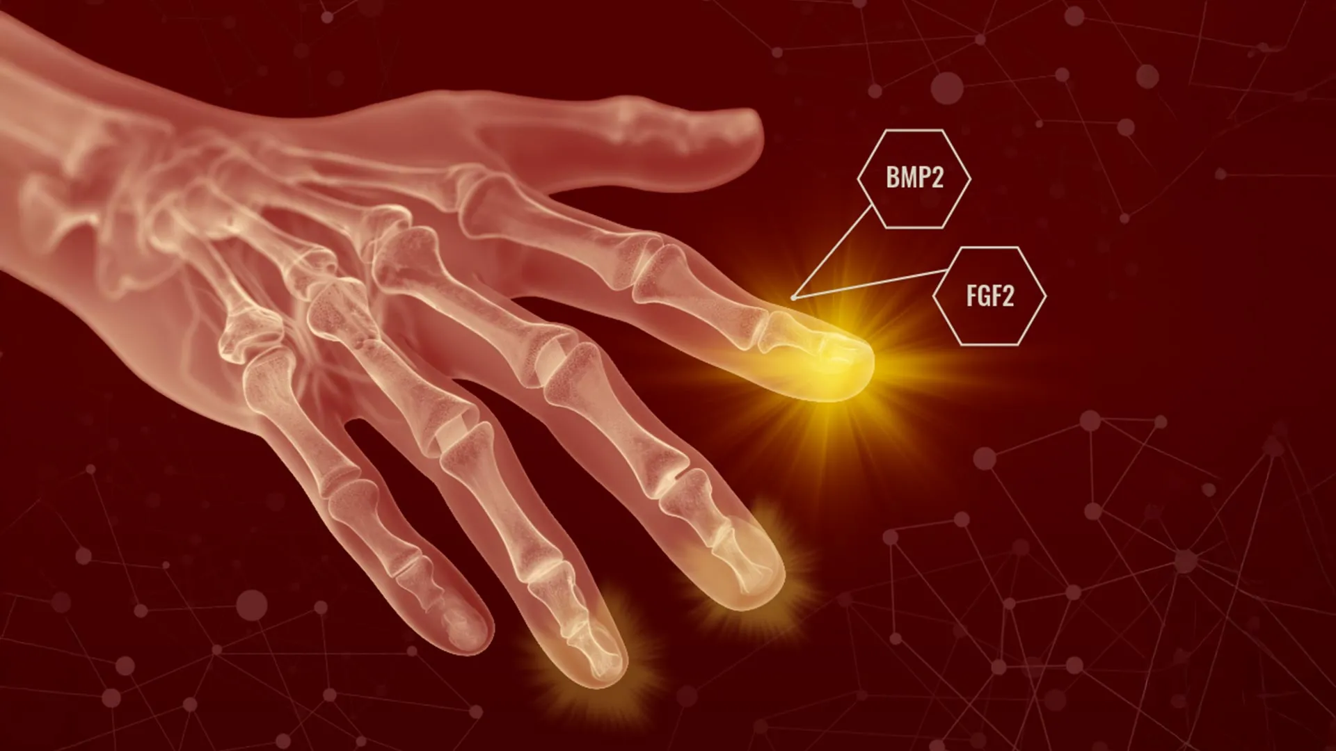 Humans may have hidden regenerative powers