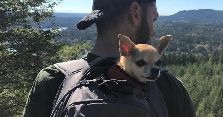 ‘She deserved better’: Owner mourns dog taken by coyote in Vancouver park – BC