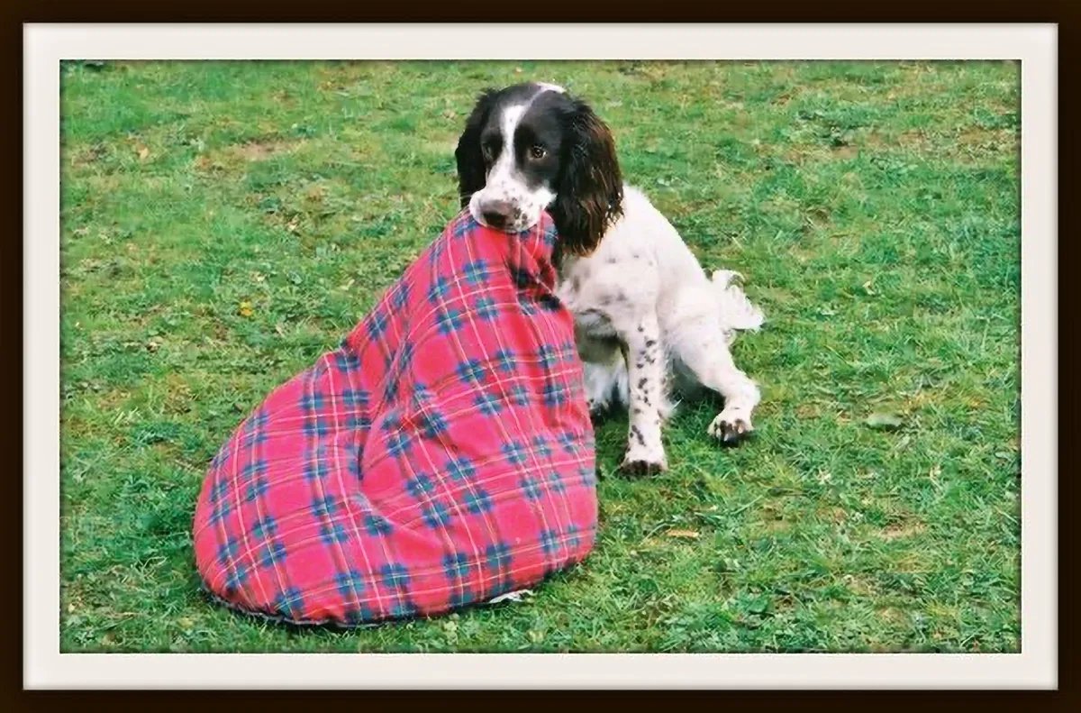 19 May: dVerse Dogs – It’s Still Life