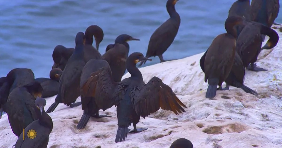 Nature: Cormorants in California – CBS News