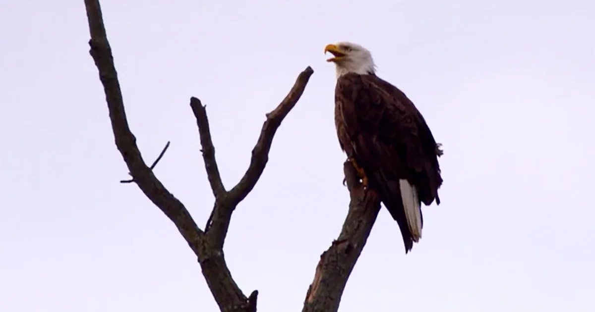 Nature: Bald eagles – CBS News