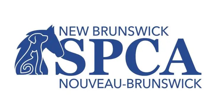 NBSPCA investigating after dog reportedly dragged behind vehicle in Saint John – New Brunswick