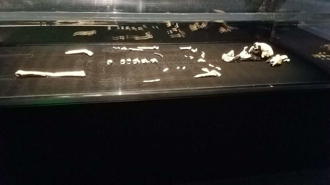 Every Homo naledi we know of is female, and the implications are fascinating