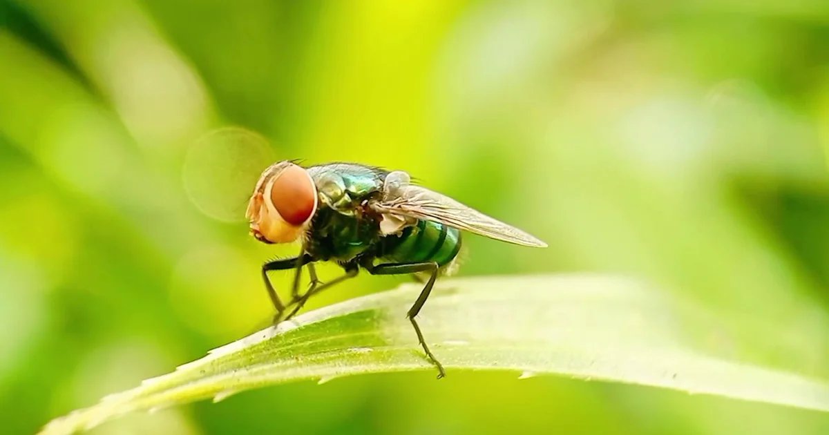 Flesh-eating screwworm detected 25 miles from U.S. border, USDA says