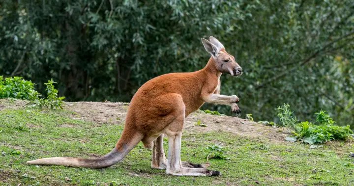 Escaped kangaroo settling in at Granby Zoo after roaming Montreal’s South Shore