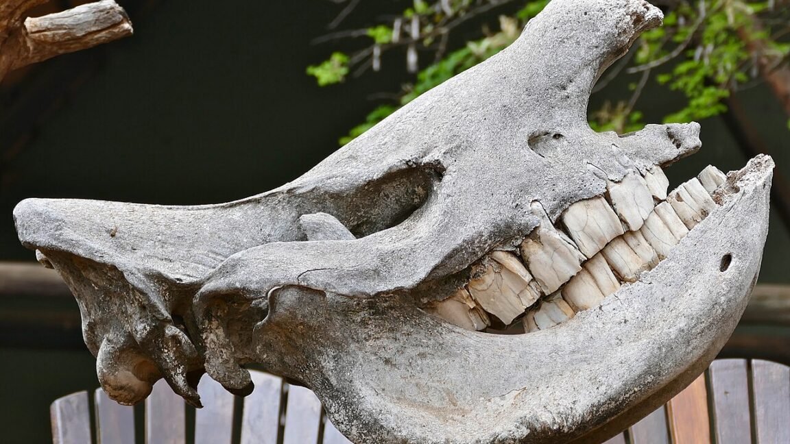If I had a hammer… it might actually be a rhino tooth