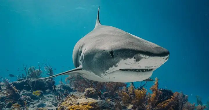 12-year-old boy attacked by shark while swimming in Bahamas – National