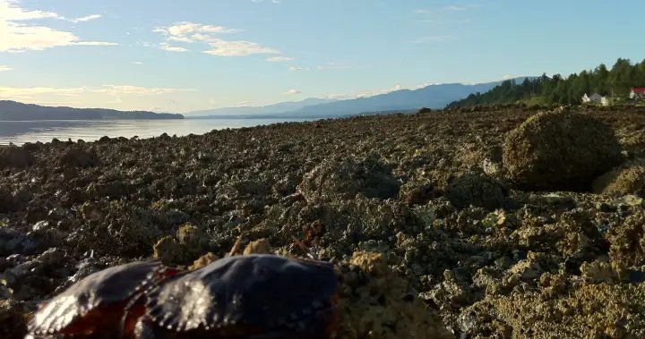 Recipe: Uni Linguine Alfredo – BC
