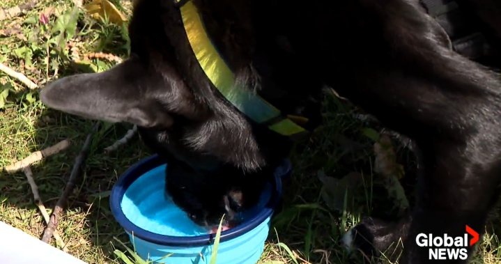 Preparing pets for emergency wildfire evacuations