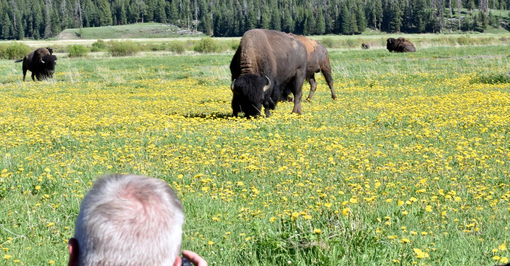 In Terrifying Seconds, a Bison Charges Campers at Yellowstone