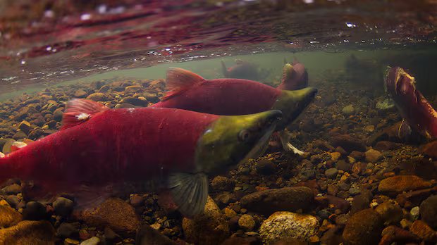 Warm rivers raise concern for salmon in B.C.’s Interior