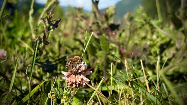 How a dry spring may be affecting B.C.’s bees