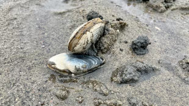 Food inspection agency warns of paralytic toxin in shellfish in Quebec’s North Shore