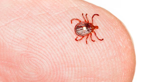 Rare tick-bite allergy leaves Nova Scotia woman unable to eat meat or dairy