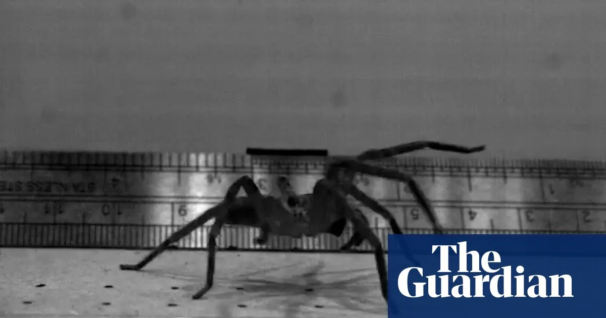 This huge, hairy-legged Australian arachnid may be the fastest spider in the world | Spiders