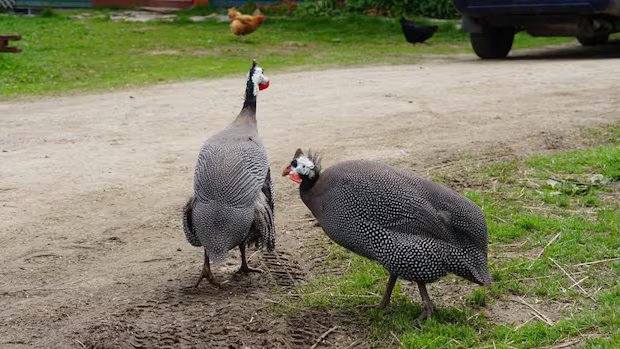 Guinea fowl sales spike in N.S. as homeowners look for natural tick control