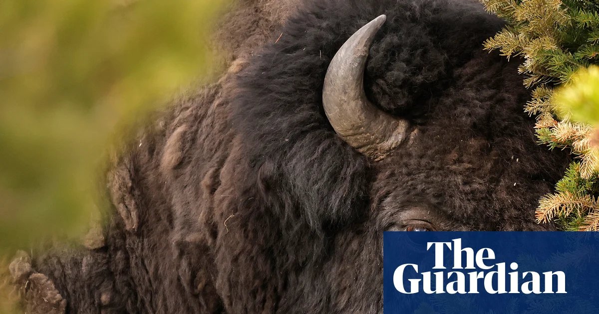 Bull bison tosses Yellowstone tourist 8ft in air, with run-in caught on video | Wyoming