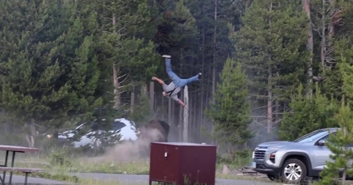 Bison Attack at Yellowstone National Park Caught on Camera