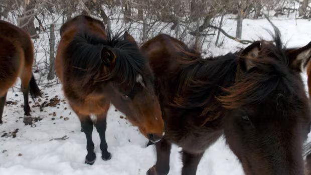 Woman whose horses starved near North Battleford, Sask., prohibited from having animals for life
