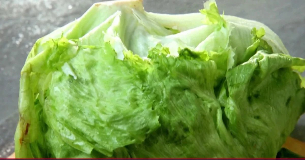 Iceberg lettuce eyed in parasite outbreak