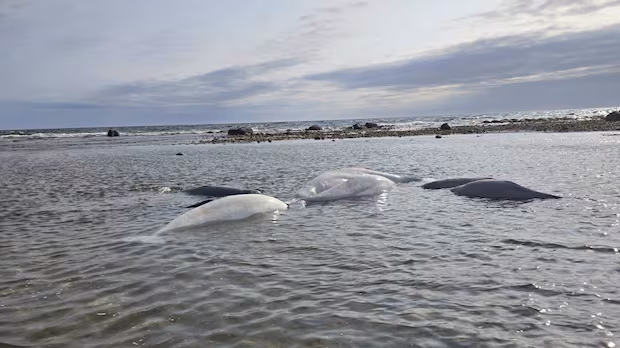 Conservation officers protect beached belugas in Churchill, Man., until tide returns