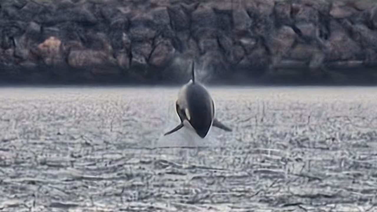 Orca spotted near Cape Breton making a splash