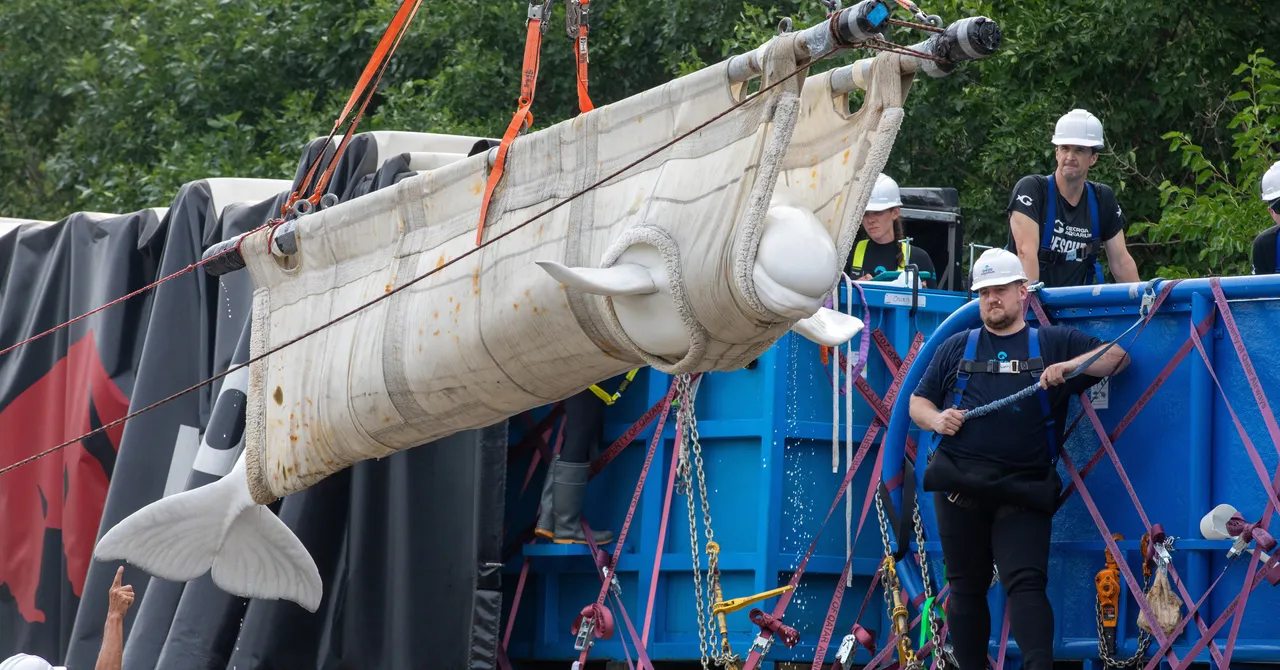 Inside the Wild Rescue Mission That Took 4 Beluga Whales to Chicago