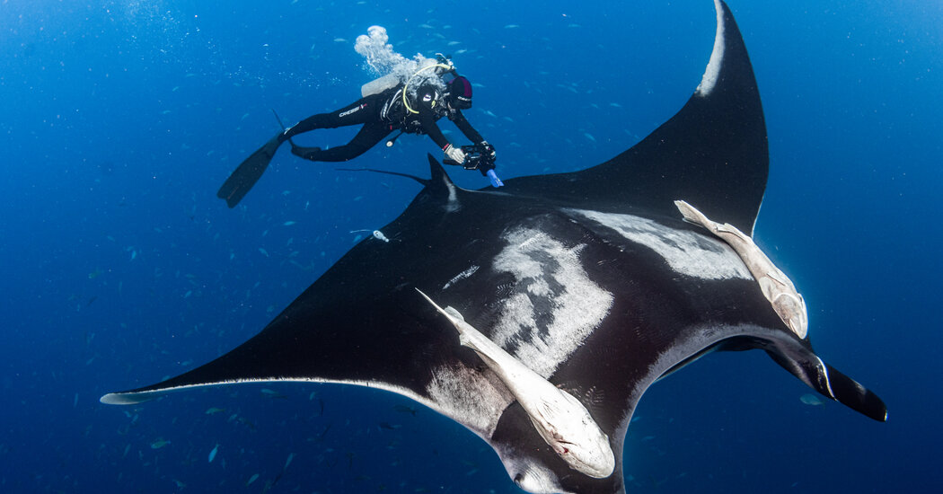 How to Tell if a Giant Manta Is Pregnant? Give Her an Ultrasound.