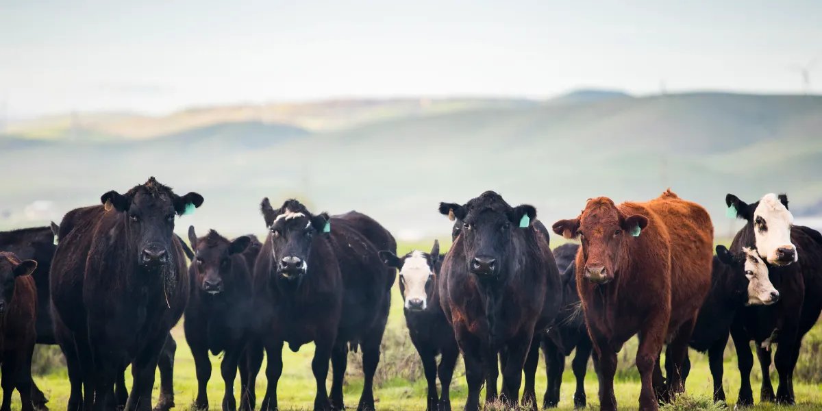 Why California’s carbon manure math doesn’t add up