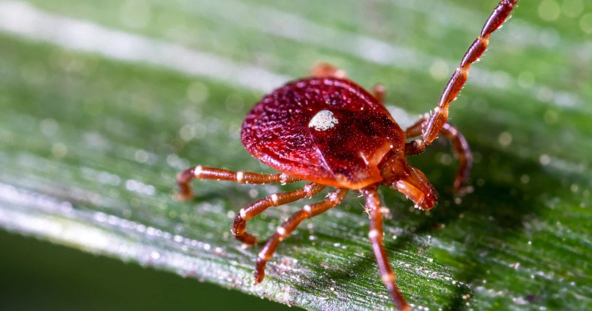 More people may be at risk for red meat allergy caused by ticks than thought