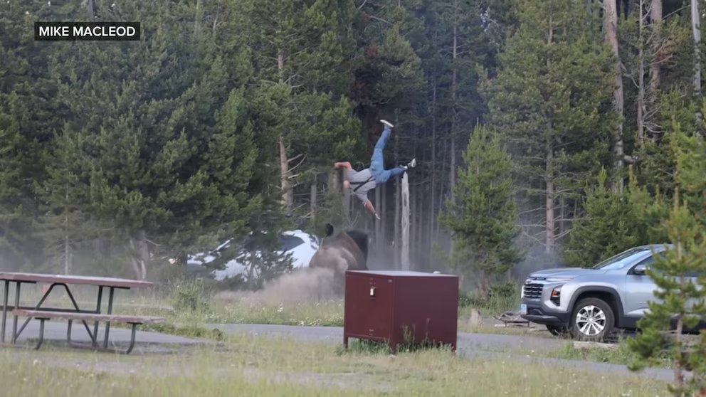 WATCH: The latest on Yellowstone bison launching man 8 feet in air