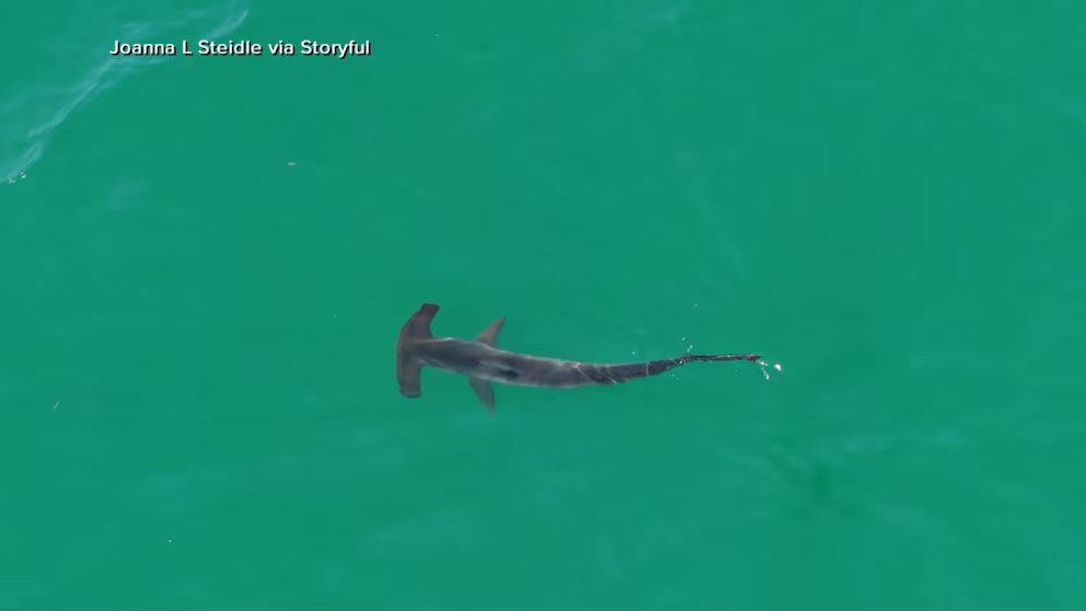 WATCH:  Shark sightings close East Coast beaches