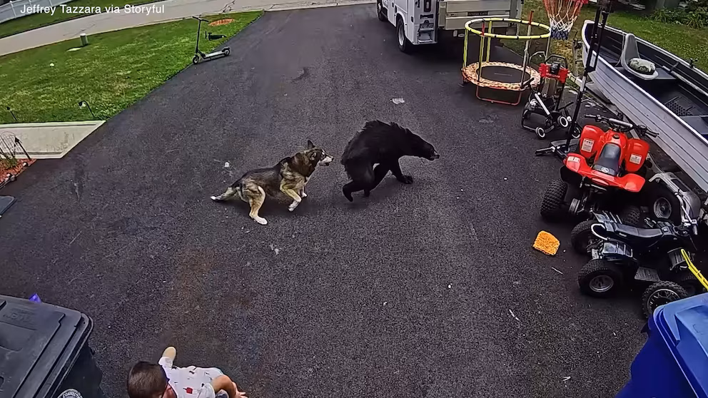 WATCH: Dog honored after protecting boy from bear attack
