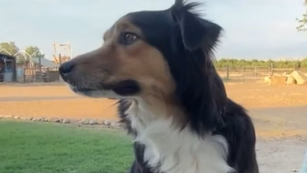 WATCH: Dog reunited with family after 10 days
