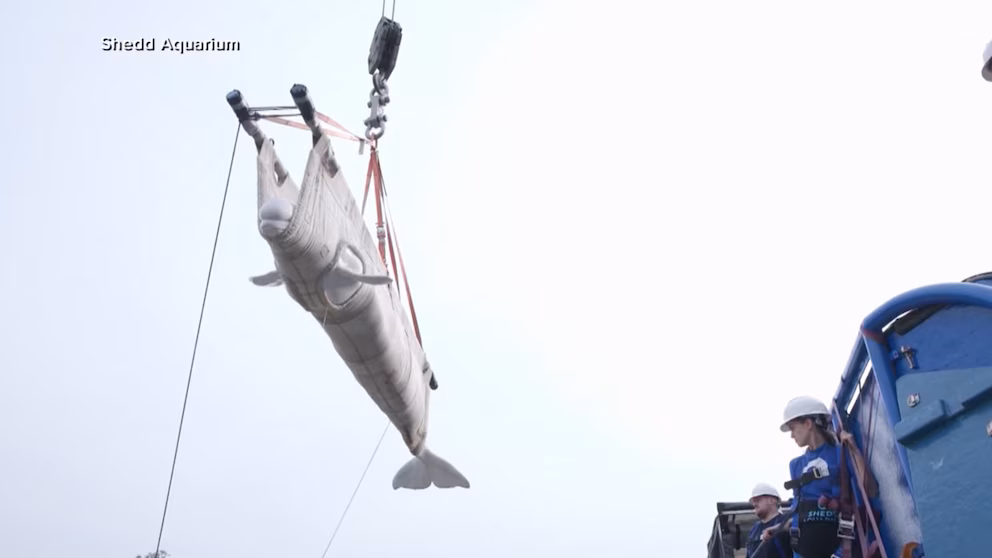 WATCH:  Race to rescue beluga whales from defunct Canadian marine park